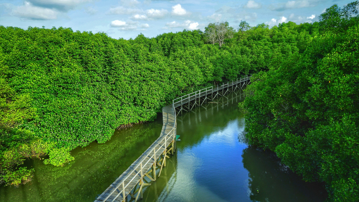 Foto: Ilustrasi Destinasi Wisata Hutan Mangrove.