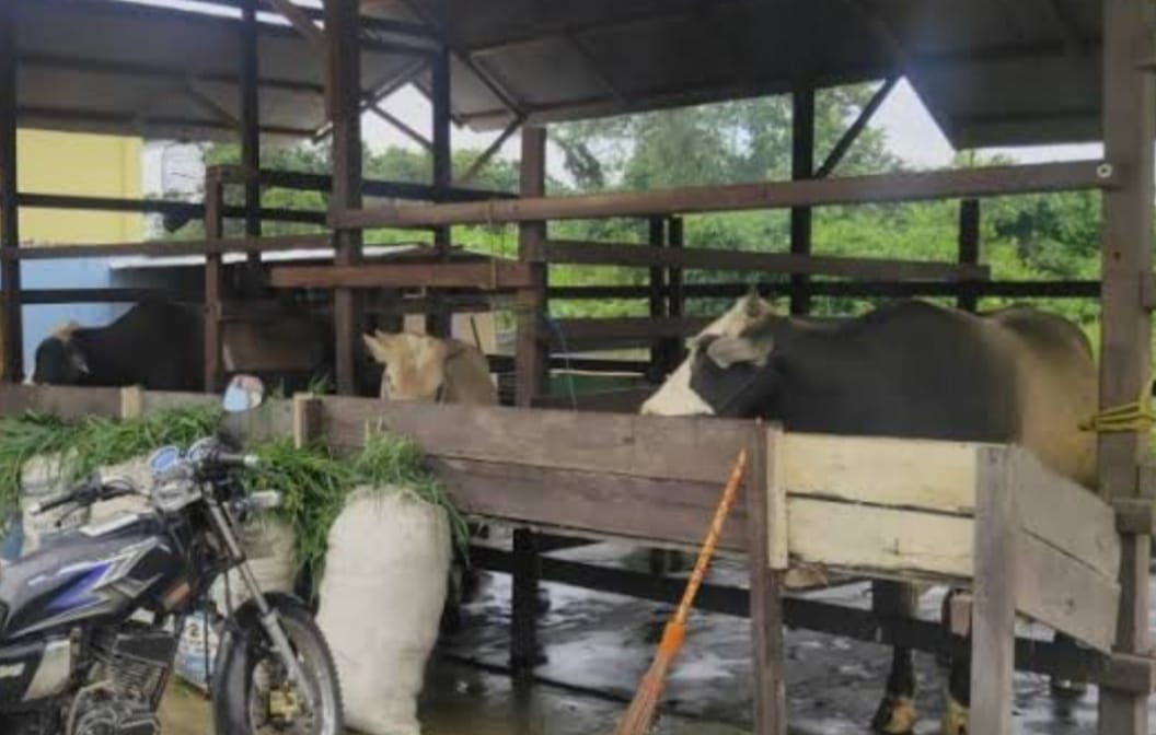Foto: ilustrasi peternakan sapi di Kaltim.