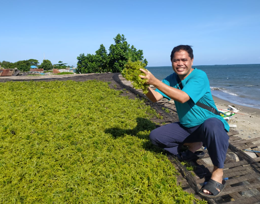 Ilustrasi rumput laut.