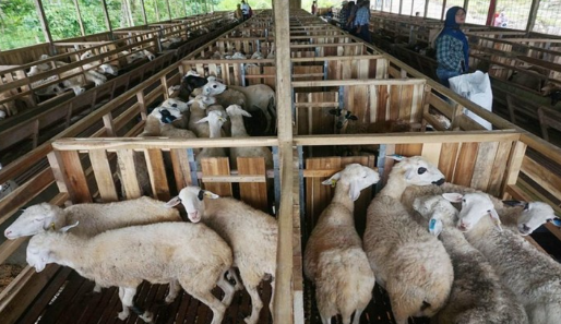 Ilustrasi ternak kambing.